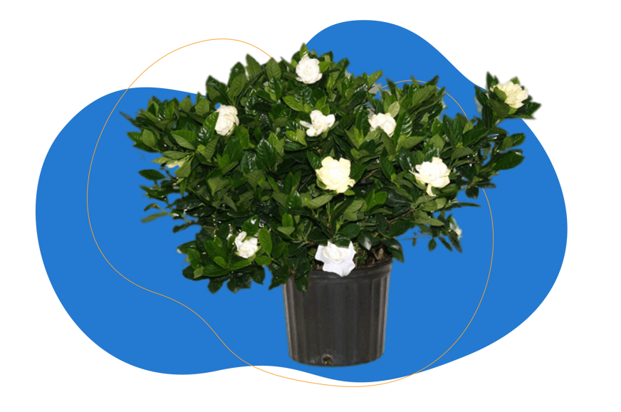 gardenia
